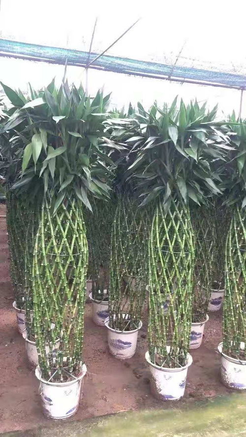 自然的公寓使者 细说天津花卉租赁及鲜花绿植服务的独特魅力